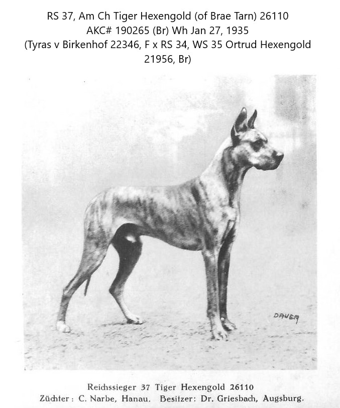 Tiger Hexengold